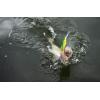 imageBerkley Flicker Minnow Fishing Hard BaitPink Lemonade
