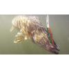 imageBerkley Flicker Minnow Fishing Hard BaitPink Lemonade