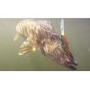 imageBerkley Flicker Minnow Fishing Hard BaitPurple Flash