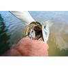imageBerkley GSPS Fishing BaitBlack Gold