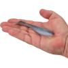 imageBerkley Gulp Paddleshad Fishing Bait Starry Night 5in Extreme Scent Dispersion Realistic Baitfish Profile Ideal for Bass Trout Walleye Pike and More