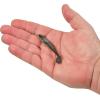 imageBerkley Gulp Paddleshad Fishing Soft BaitArkansasGlow