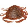 imageBerkley Gulp Peeler Crab Saltwater Fishing Soft BaitAmber Glow