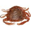 imageBerkley Gulp Peeler Crab Saltwater Fishing Soft BaitNatural Peeler