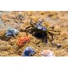 imageBerkley Gulp Peeler Crab Saltwater Fishing Soft BaitNew Penny