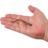 imageBerkley Gulp SR Crawler Fishing Soft BaitBlack Gold