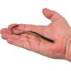 imageBerkley Gulp SR Crawler Fishing Soft BaitBlack Gold