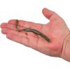 imageBerkley Gulp SR Crawler Fishing Soft BaitWatermelon Pearl