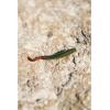 imageBerkley Gulp Saltwater Sandworm New PennyBloody
