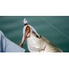 imageBerkley Gulp Saltwater Shrimp Fishing Soft BaitPurple Chrome