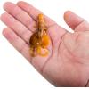 imageBerkley PowerBait Crazy Legs Chigger Craw Soft Fishing Bait 3quot