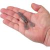 imageBerkley PowerBait MaxScent StankBug Fishing Soft BaitCold Blue Tan
