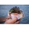 imageBerkley PowerBait MaxScent StankBug Fishing Soft BaitGreen Pumpkin Magic