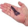 imageBerkley PowerBait MaxScent StankBug Fishing Soft BaitJune Bug