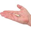imageBerkley PowerBait Power Switch Fishing Soft BaitSilver Bullet
