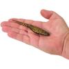 imageBerkley PowerBait Saltwater Bonga Shad Fishing Soft BaitDark Night