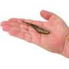 imageBerkley PowerBait Saltwater Bonga Shad Fishing Soft BaitDark Night