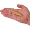 imageBerkley PowerBait Saltwater Bonga Shad Fishing Soft BaitGold