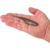imageBerkley PowerBait Saltwater Bonga Shad Fishing Soft BaitSilver Flash