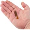 imageBerkley Powerbait Power Swimmer Fishing Soft Bait