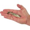 imageBerkley Gulp Saltwater Ripple MulletSardine