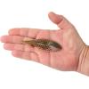 imageBerkley PowerBait MaxScent FluxGillBluegill