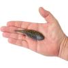 imageBerkley PowerBait MaxScent FluxGillDark Gill