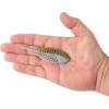 imageBerkley PowerBait MaxScent FluxGillGobyashi
