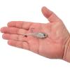 imageBerkley PowerBait Power VibeSilver Bullet