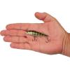 imageBerkley RipfishGhost Chrome Gill
