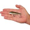 imageBerkley RipfishGhost Chrome Gill