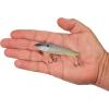 imageBerkley RipfishGhost Sexy Shad