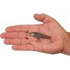 imageBerkley RipfishGhost Shiner