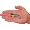 imageBerkley RipfishMinnowsota