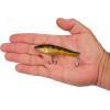 imageBerkley RipfishPerch