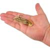 imageBerkley Saltwater SlobberKnockerMud Minnow