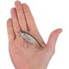 imageBerkley Berkley Cutter SaltwaterMangrove Minnow