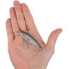 imageBerkley Berkley Cutter SaltwaterMullet