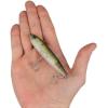 imageBerkley Berkley JWalker 90 SaltwaterHD Pilchard