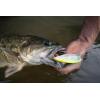 imageBerkley Bullet Pop Fishing Hard BaitMF Shad
