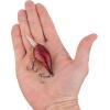 imageBerkley Dime Fishing Hard BaitGhost Red Craw