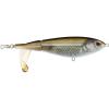 Mangrove Minnow Mangrove Minnow