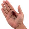 imageBerkley Clickin Frittside Hard BaitGhost Red Craw