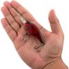 imageBerkley Clickin Frittside Hard BaitGhost Red Craw