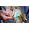 imageBerkley Dredger Fishing Hard BaitBlue Chartreuse