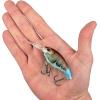 imageBerkley Money Badger Fishing Hard BaitKiller Craw