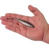 imageBerkley PowerBait Drip MinnowElectric Shad