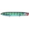 Pinfish Pinfish