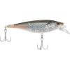 Mangrove Minnow Mangrove Minnow