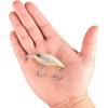 imageBerkley Money Badger Fishing Hard BaitHankie Pankie